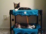 My cats on a bunk bed              