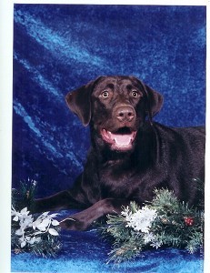 Coco's Hannukah picture 2